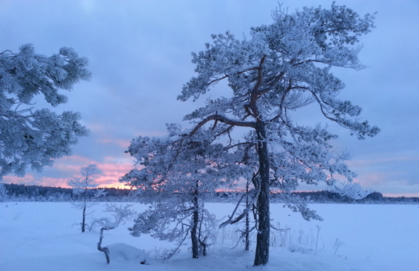 Vinterbild med snöklädda träd.