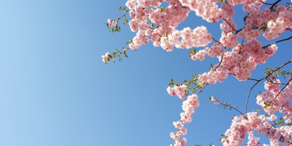 Rosa körsbärsblommor mot en klarblå himmel.