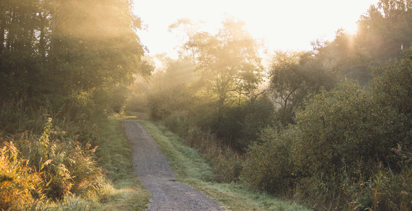 Skogsväg badad i morgonsol.