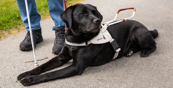 En ledarhund ligger på marken bredvid sin förare.