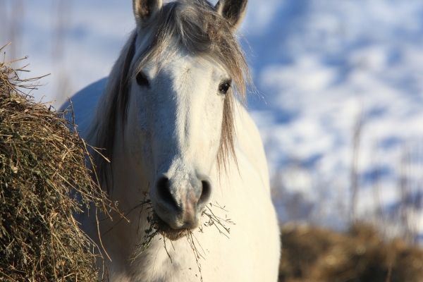En vit häst står och tuggar hö.