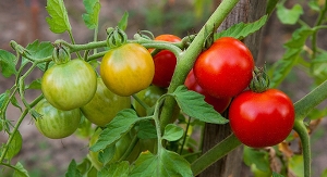 Röda tomater på en tomatplanta.