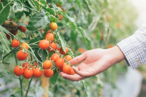 Hand som rör vid orangea tomater på en tomatplanta.