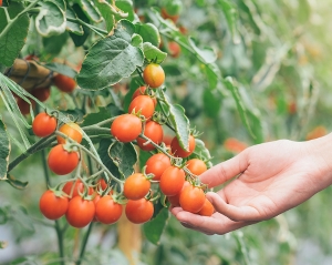 Hand rör vid tomater på tomatplanta. Foto.