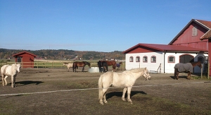 Hästar i en rastgård utanför stallbyggnad. Foto.