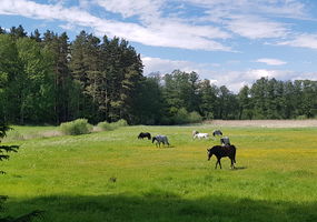 Hästar på bete med skog i bakgrunden.