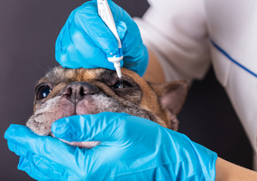 Hund får ögondroppar av en veterinär.