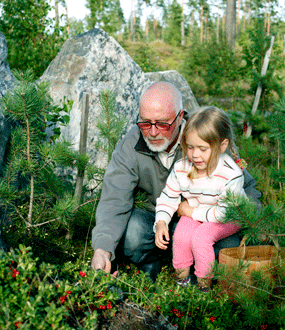 En man och en flicka plockar lingon i skogen. Foto: Mostphotos/Barbro Wickström