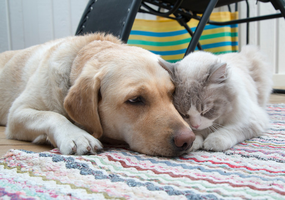 En hund och en katt ligger bredvid varandra. Foto: Mostphotos
