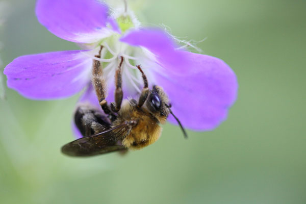 Ett vildbi sitter på en lila blomma. 