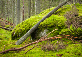 En skog, ett fallet träd på en sten som är klädd i grön mossa. Foto: Mostphotos