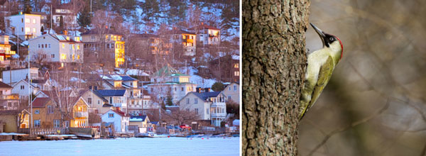 Två bilder där den ena föreställer hus i vinterskrud och den andra fågeln gröngöling på ett träd.
