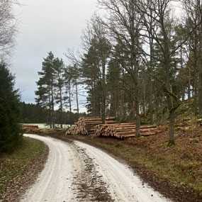 Skogsväg med träd på sidan och fällda träd uppradade.