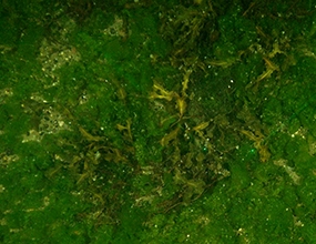 Bild på havsbotten täckt med gröna alger och en ruska med brun blåstång. Källa: SGU.
