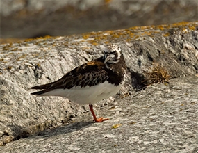 Vit och brun fågel (art Roskarl) ståendes på en klipphäll täckt av gul och grå lav. Foto källa: Ekologigruppen. 