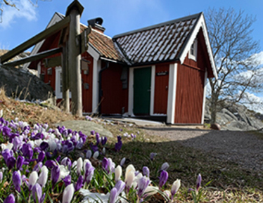 Röd stuga på Bullerö med lila krokusar i förgrunden.