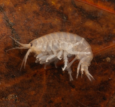 Närbild på en räka. (Pontogammarus robustoides). Foto: Jonas Roth