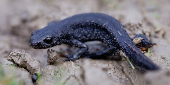 Närbild på en mörkgrå ödla (större vattensalamander).