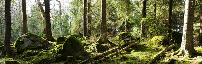 Skogsscen med mossklädda stenar och träd i solljus.