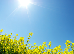 Bilden visar sol över ett blommande rapsfält.