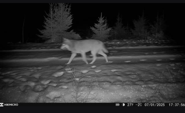 varg passerar Länsstyrelsens viltkamera