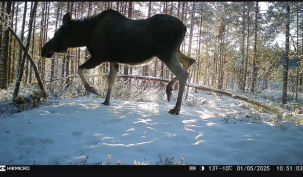 Älg passerar Länsstyrelsens viltkamera