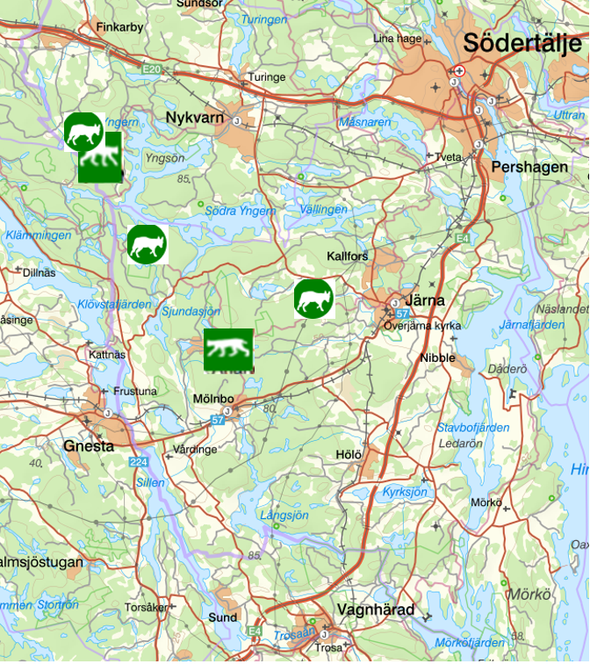 bilden visar veckans observationer av rovdjur söder om Stockholm
