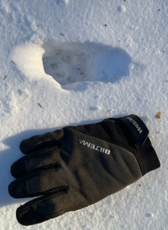 Lodjursspår