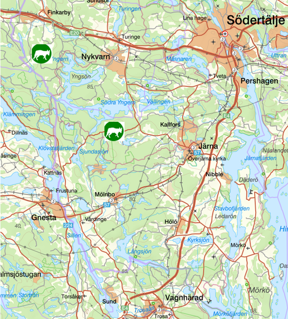 bilden visar veckans observationer av rovdjur söder om Stockholm