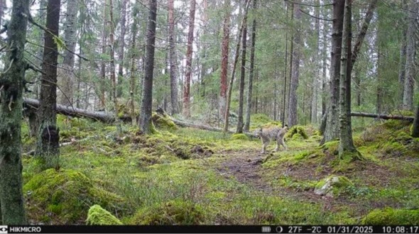 Lodjur passerar Länsstyrelsens viltkamera