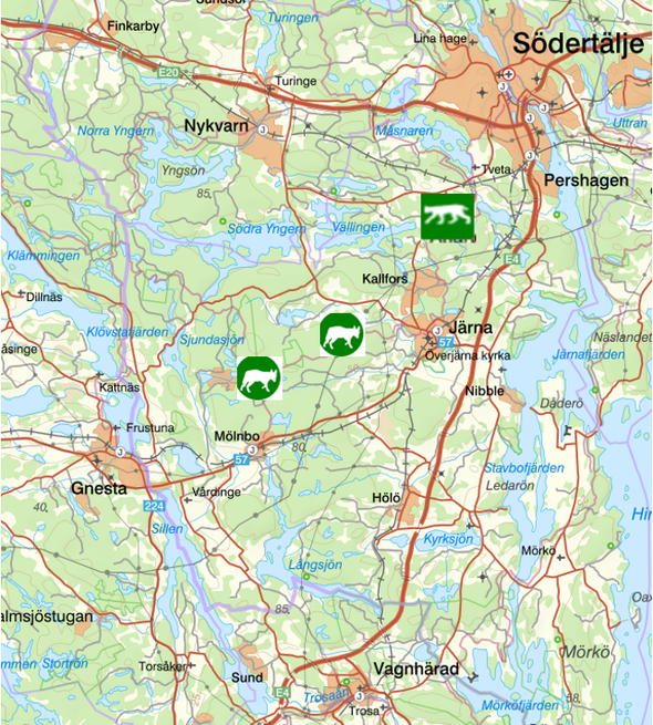 bilden visar veckans observationer av rovdjur söder om Stockholm