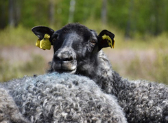 Bilden visar ett får som kikar fram.