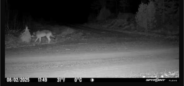 Varg passerar Länsstyrelsens viltkamera