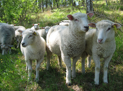 Bilden visar lamm på bete.