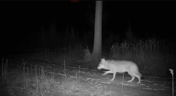 varg passerar Länsstyrelsens kamera