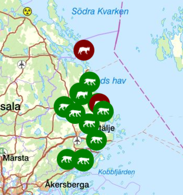 Varg passerar Länsstyrelsens viltkamera
