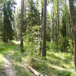Stig i skog på sommaren. 