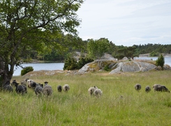 Bilden visar får på naturbetesmark.