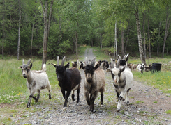Bilden visar getter på naturbetesmark.