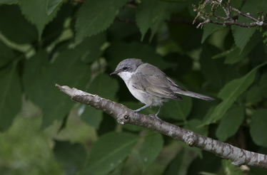 En liten gråvit fågel (Mindre flugsnappare).