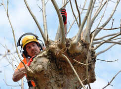 Bilden visar en arborist som hamlar ett träd.