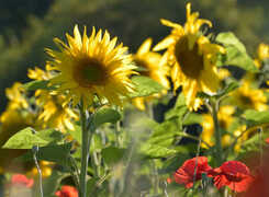 Bilden visar blommande solrosor och vallmo.
