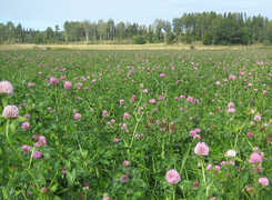 Bilden visar blommande rödklöver.