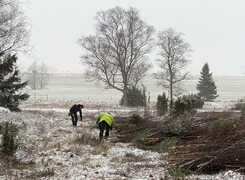 Bilden visar restaureringsarbete på en naturbetesmark.