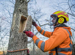 Bilden visar en habitatförbättrande åtgärd genom veteranisering.