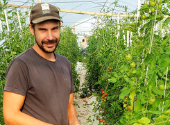 Bilden visar en tomatodling.