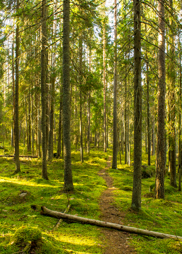 Stig genom solbelyst skog med tallar och mjukt grönt gräs.