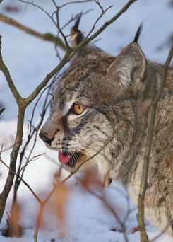 Närbild av lodjur i snöklädd skog, sidoprofil Närbild av lodjur i snöklädd skog, sidoprofil