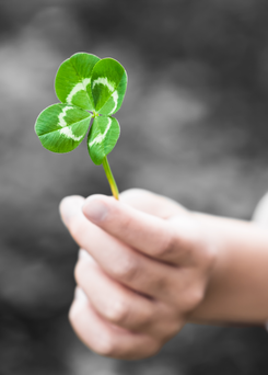 En hand håller en fyrklöver En hand håller en fyrklöver