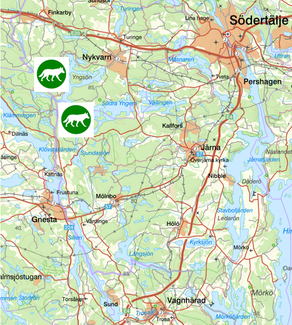 bilden visar veckans observationer av rovdjur söder om Stockholm